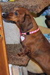 Josie number 3....FL