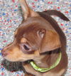 Trixie .....TN