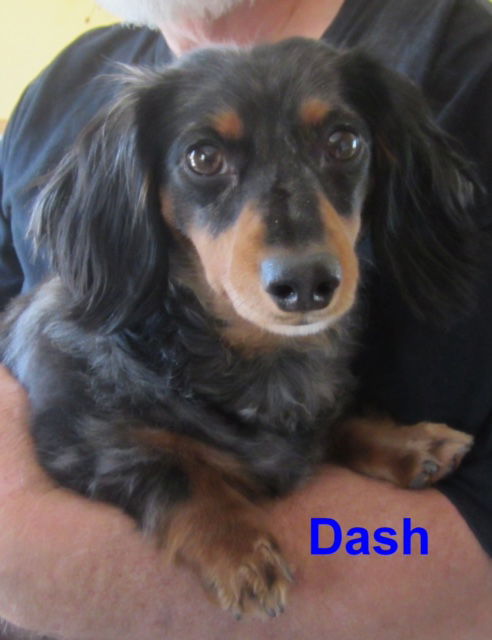 Dash.....IL