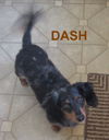 Dash.....IL