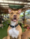 adoptable Dog in tampa, FL named Faith