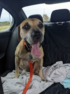 adoptable Dog in Tampa, FL named Bogart