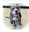 adoptable Dog in  named Bruno- Foster needed