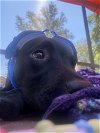 adoptable Dog in tampa, FL named Kourtney *adoption pending*