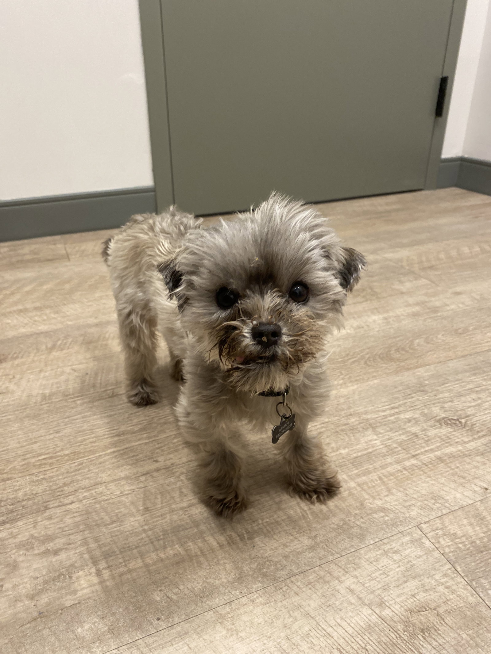 Dog for Adoption Hershey, a Yorkshire Terrier Yorkie in Tampa, FL