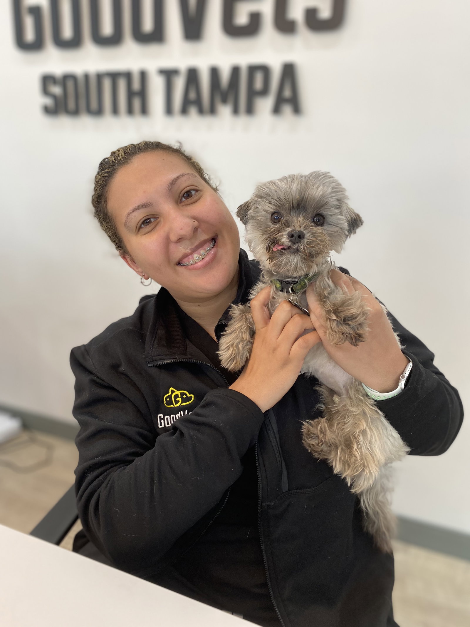 Dog for Adoption Hershey, a Yorkshire Terrier Yorkie in Tampa, FL