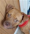 adoptable Dog in tampa, FL named Ethan *adoption pending*