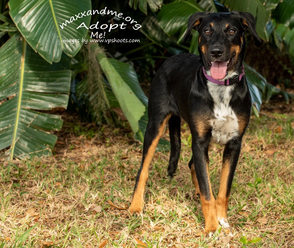 adoptable Dog in Tampa, FL named One Particular Harbour