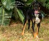adoptable Dog in tampa, FL named One Particular Harbour