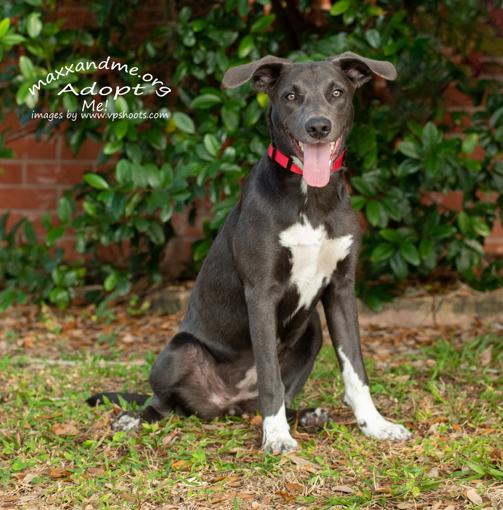 adoptable Dog in Tampa, FL named Elvis Presley Blues - “Presley”