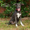 adoptable Dog in tampa, FL named Elvis Presley Blues - “Presley”