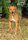 adoptable Dog in tampa, FL named Hula Girl