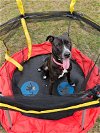 adoptable Dog in tampa, FL named Daisy Buchanan