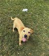 adoptable Dog in tampa, FL named Nick Carraway *adoption pending*