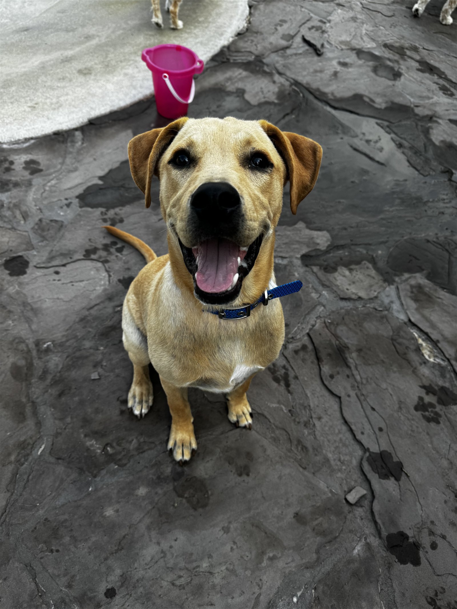 adoptable Dog in Tampa, FL named Nick Carraway