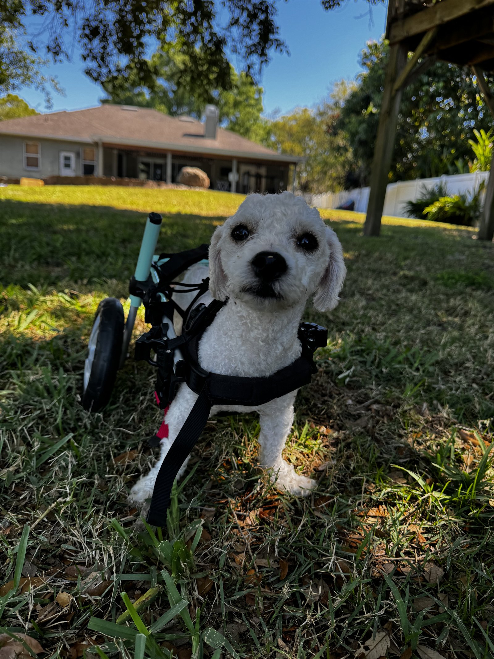 adoptable Dog in Tampa, FL named Sunny