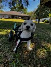 adoptable Dog in tampa, FL named Sunny