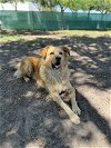 adoptable Dog in tampa, FL named Taylor