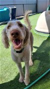 adoptable Dog in tampa, FL named Latte