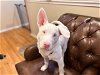 adoptable Dog in tampa, FL named Kellan