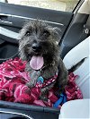 adoptable Dog in tampa, FL named Ralphie