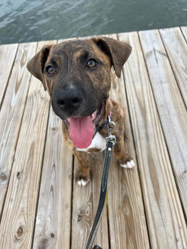 adoptable Dog in Tampa, FL named Phillip