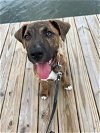 adoptable Dog in tampa, FL named Phillip
