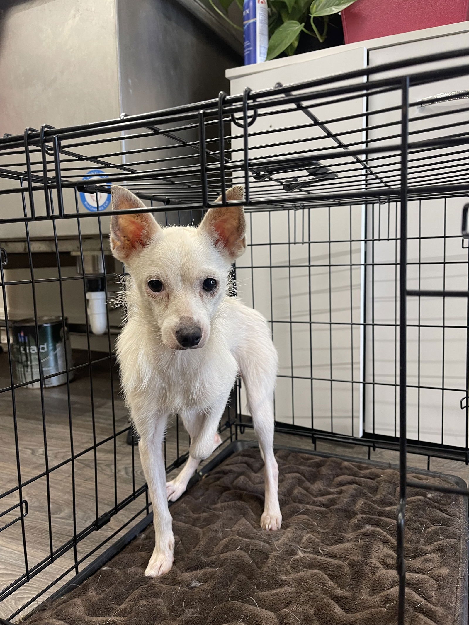 adoptable Dog in Tampa, FL named Honeybee