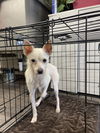 adoptable Dog in  named Honeybee