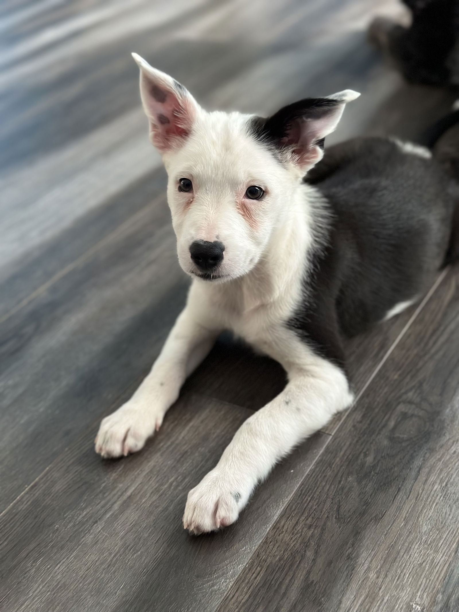 Dog for Adoption - ThanK you, aIMee, a Border Collie in Clearwater, FL ...