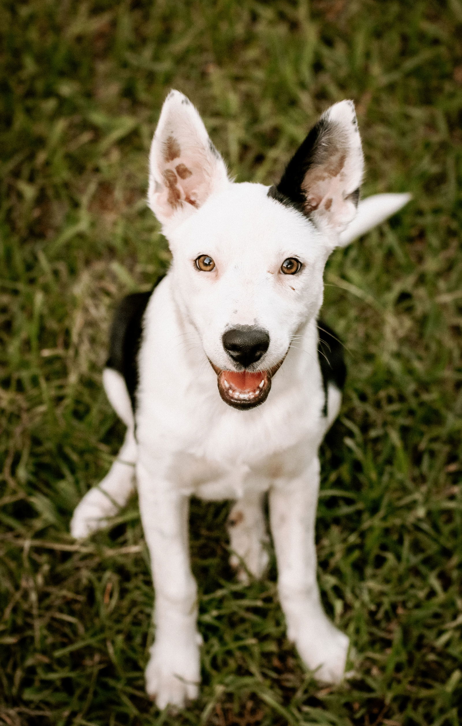 adoptable Dog in Tampa, FL named Aimee - ThanK you, aIMee