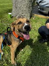 adoptable Dog in Tampa, FL named The Bear