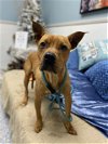 adoptable Dog in , LA named SCRAPPY DOO