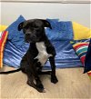 adoptable Dog in lacombe, LA named HERO