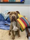 adoptable Dog in lacombe, LA named HUNK