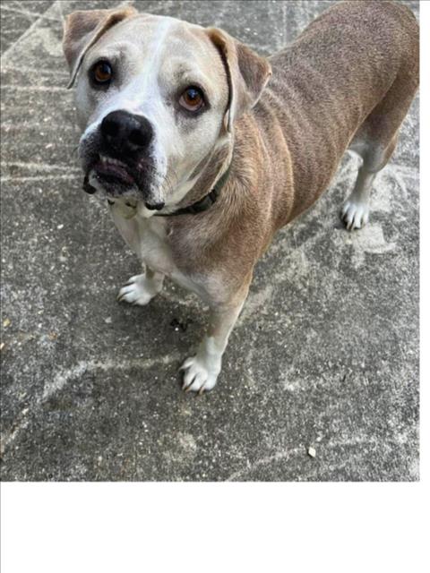 adoptable Dog in Lacombe, LA named SMOKEY BEAR