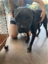 adoptable Dog in lacombe, LA named TILLY