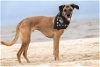 adoptable Dog in lacombe, LA named XANDER