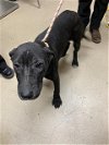 adoptable Dog in lacombe, LA named PATTY