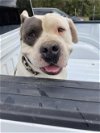 adoptable Dog in lacombe, LA named BIG HOSS