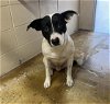 adoptable Dog in , LA named TCHOUP