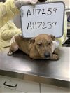 adoptable Dog in lacombe, LA named JUNGLE