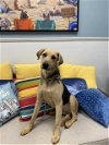 adoptable Dog in lacombe, LA named KRINGLE