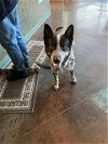 adoptable Dog in lacombe, LA named BLAZE