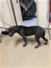 adoptable Dog in lacombe, LA named BLUEFIN