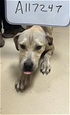 adoptable Dog in lacombe, LA named SASHA