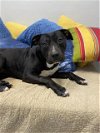 adoptable Dog in lacombe, LA named LOVEBUG
