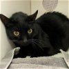 adoptable Cat in lacombe, LA named INKY DINK