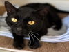 adoptable Cat in Lacombe, LA named INKY DINK