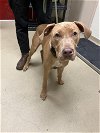 adoptable Dog in lacombe, LA named HOTSHOT